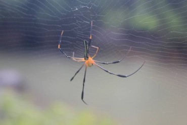業務用 クモ専用殺虫忌避剤 有限会社アール ステージ 業務用 クモ専用殺虫忌避剤 有限会社アール ステージ